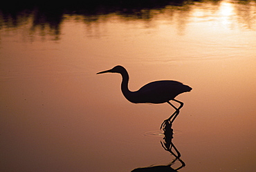 Silhouette Of Snowy Egret In Hunting Posture At Sunset