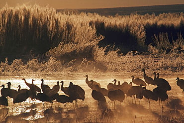 Sandhill Crane (Grus Canadensis) Flock On Pond, Bosque Del Apache National Wildlife Refuge, New Mexico, Usa