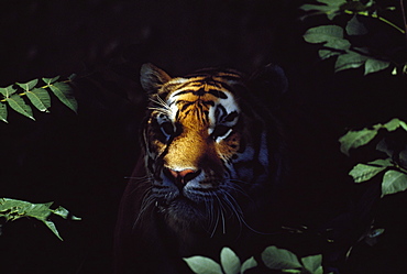 Siberian Tiger (Panthera Tigris Altaica) Peers From Forest Shadows, Captive, Native Toamur-Ussuri Region Of Russia