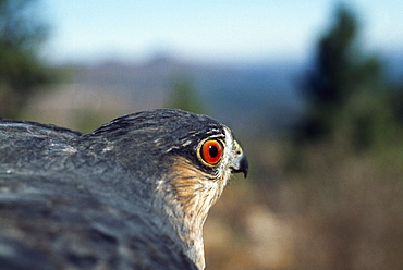 Sharp-Shinned Hawk (Accipiter Striatus), Monzano Mountains, New Mexico, Usa