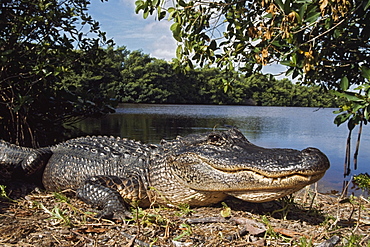 American Alligator (Alligator Mississippiensis), Coots Bay Pond, Everglades National Park, Florida, Usa