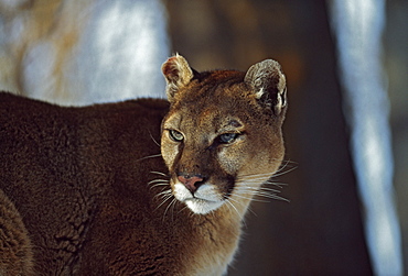 Mountain Lion (Felis Concolor), Montana, Usa