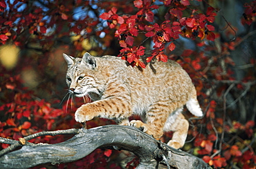 Bobcat Walks On Branch Through Hawthorn In Autumn, Idaho, Usa