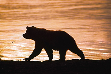 Young Grizzly Bear (Ursus Arctos) Walks Along Edge Of Lake At Sunset