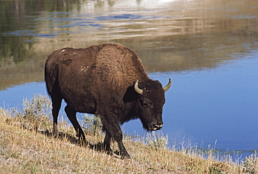 Bison Walking Along The Bank Of The Yellowstone River, Usa