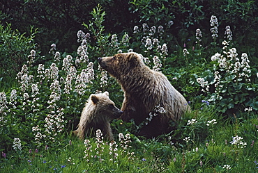 Grizzly Bear (Ursus Arctos) With Cub In Patch Of Wildflowers, Denali National Park And Preserve, Alaska, Usa