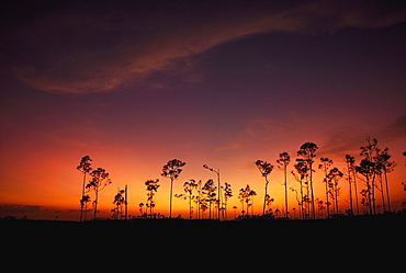 Slash Pine (Pinus Elliottii), Everglades National Park, Florida, Usa