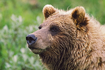 Grizzly Bear Portrait, Denali National Park And Preserve, Alaska, Usa