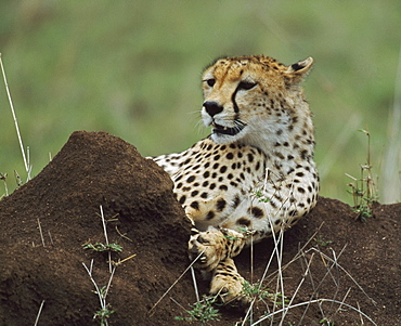 Cheetah Reclining On Termite Mound, Africa