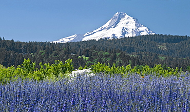 Field Of Lavender, Mount Hood, Oregon, Usa