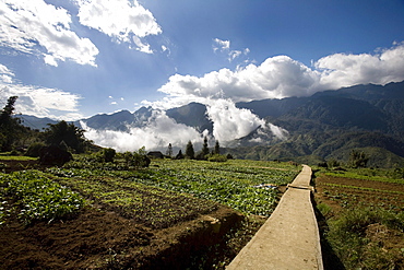 Gardens In The Picturesque Village Of Sapa, Northern Vietnam, Near The Chinese Border