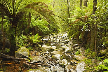 Creek Running Through The Rainforest, Victoria, Australia