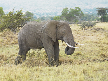 Elephant With Tusks