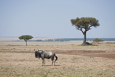 Wildebeest