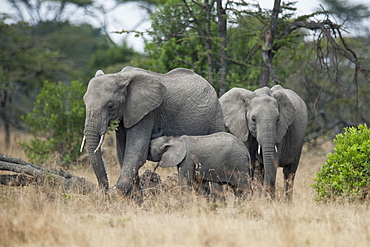 Elephants