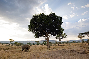 Elephant On An African Landscape