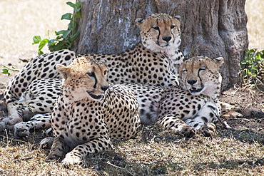 Leopards, Kenya, Africa