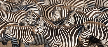 Zebras, Kenya, Africa