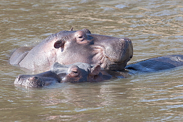 Hippo, Kenya, Africa