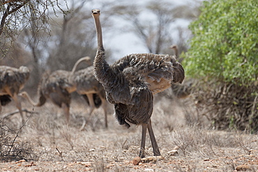 Somali Ostriches, Kenya, Africa