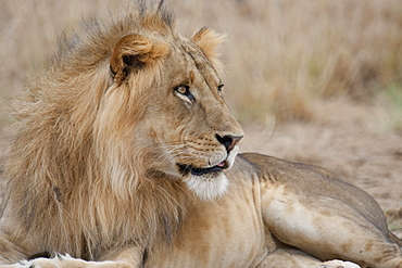 Lion, Kenya, Africa