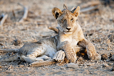 Lion Cub