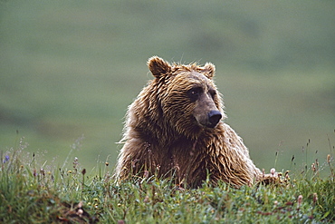 Grizzly Bear With Wet Fur, Alaska, Usa