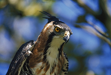 Alert Ornate Hawk-Eagle, Belize
