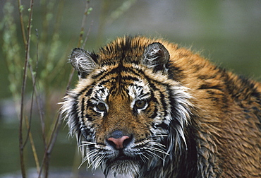 Portrait Of Wet Siberian Tiger, Native Toamur-Ussuri Region Of Russia