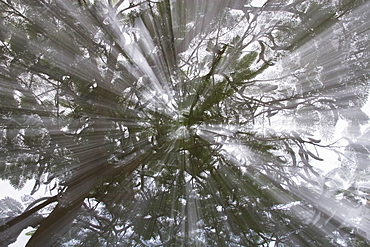 Rays Of Light Through A Tree