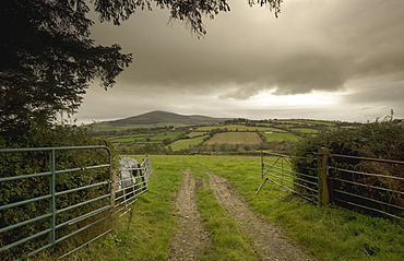 Road Through A Gate To A Field Near Graignemanagh, County Kilkenny, Ireland