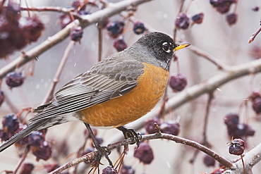 Calgary, Alberta, Canada, Robin In A Tree With Dried Apples