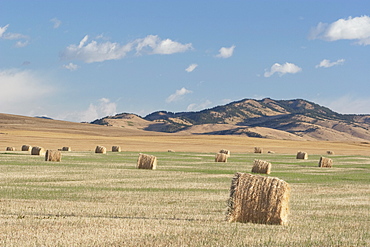 Hay Bales In The Foothills, Southern Alberta, Canada