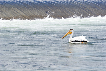 Calgary, Alberta, Canada, American White Pelican (P. Erythrorhynchos) In The Bow River