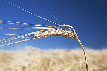 Alberta, Canada, Ripe Barley