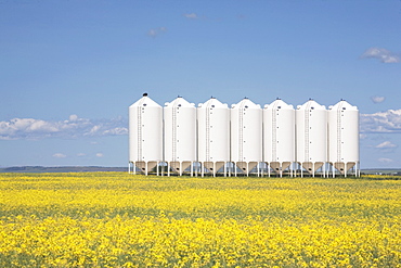 Alberta, Canada, Row Of Metal Grain Bins In A Flowering Canola Field