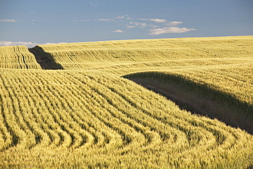 Green Wheat Field, Central Alberta, Canada