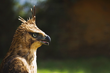 Steppe Eagle (Aquila Nipalensis), Pokhara, Nepal