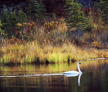 A Goose Swimming In A Pond Close To Shore, Florida, Usa