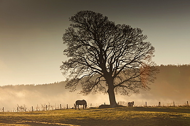 Northumberland, England, Horses Grazing In A Field Covered With Fog