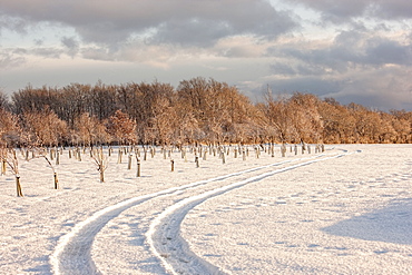 Tire Tracks In The Snow