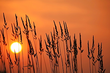 Tall Grass In A Sunset