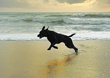 A Dog Running On The Beach, Tarifa, Cadiz, Andalusia, Spain