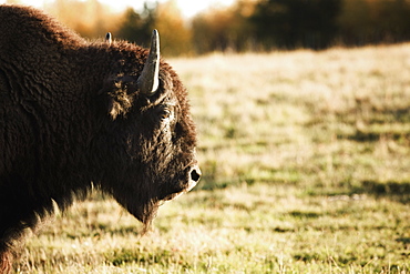 Alberta, Canada, Buffalo