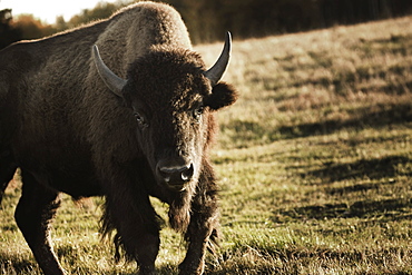 Alberta, Canada, Buffalo