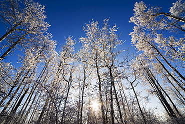 Alberta, Canada, Frost On The Trees In Winter