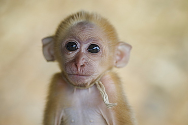 A Small Monkey, Mae Hong Sorn, Thailand