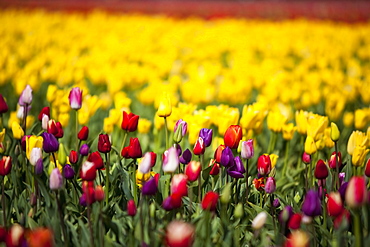 Woodburn, Oregon, United States Of America, Tulip Field