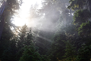 Washington, United States Of America, Morning Sun Through The Fog And Trees In Mt. Rainier National Park