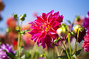 Willamette Valley, Oregon, United States Of America, Dahlia Field